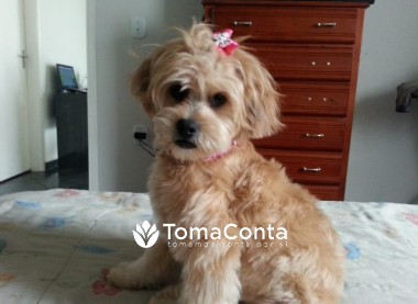 Pet Sitter: Amor e Cuidados na Sua Casa
