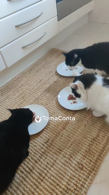 serviço para animais de estimação. Familia