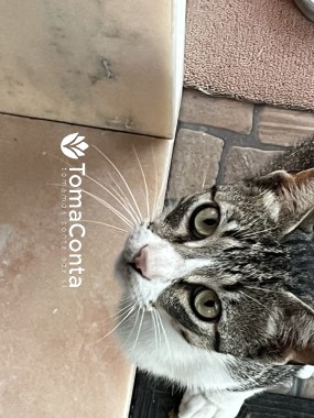 Petsitter