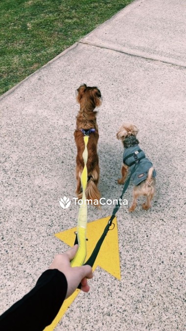 Faço pet sitting e passeios