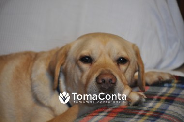 Passeador de animais de estimação