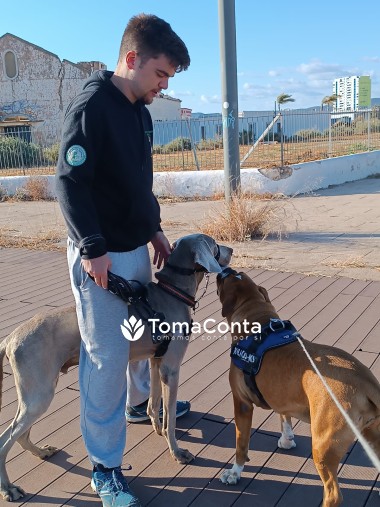 Passeio o seu cão