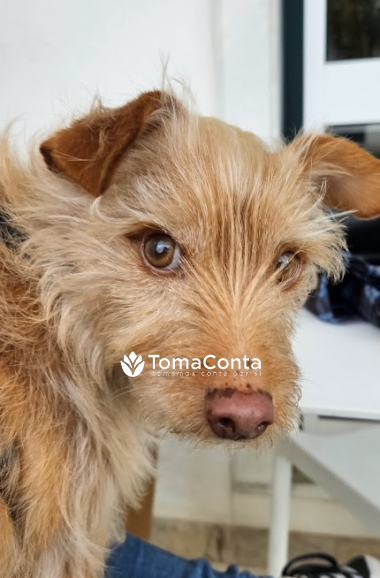 Lisboa- Petsitting com Rafaela