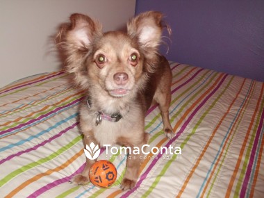 Pet sitting e dog walking