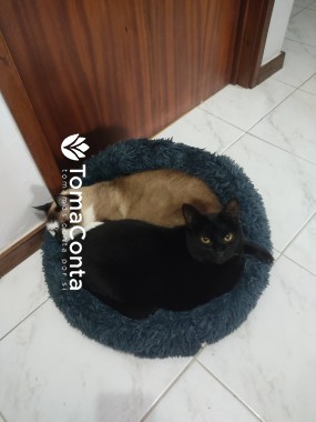 Pet sitting - Cães e Gatos