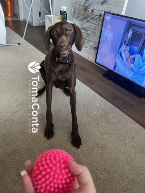 Pet Sitting - passear/alimentaçao, entre muitos outros