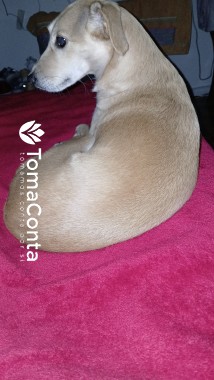 Passeios cães