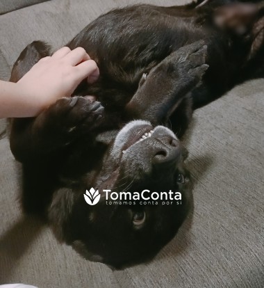 Pet Sitting
