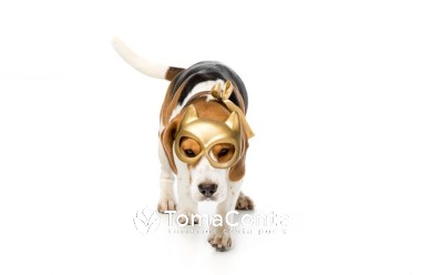 Cuidado a animais domésticos -- Pet Sitting -- Hotel animal