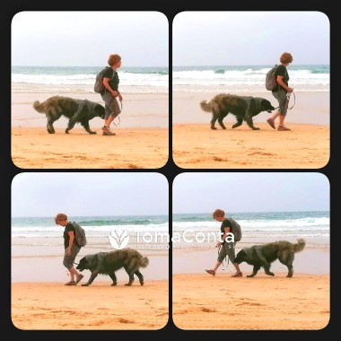 Passeio o seu cão