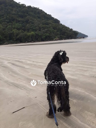 Cuidador de animais