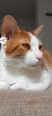 Cuido do Seu Animal com Carinho e Dedicação – Sérgio Veríssimo