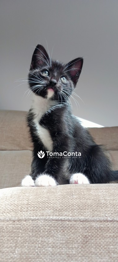 Cuido do Seu Animal com Carinho e Dedicação – Sérgio Veríssimo