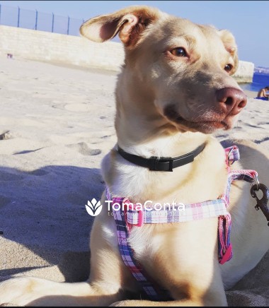 Cuido do Seu Animal com Carinho e Dedicação – Sérgio Veríssimo