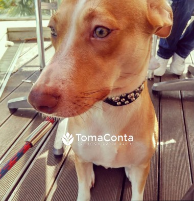 Cuido do Seu Animal com Carinho e Dedicação – Sérgio Veríssimo