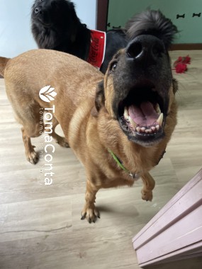 Creche para Cães Matosinhos