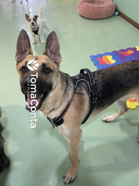 Creche para Cães Matosinhos