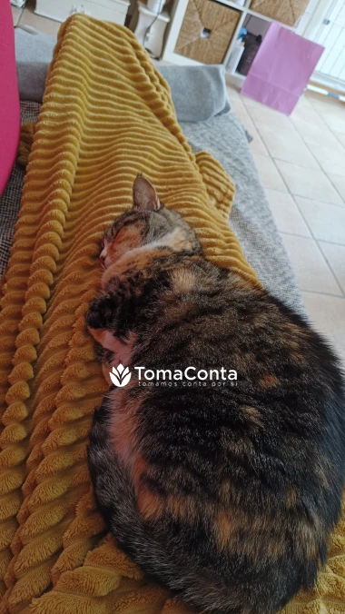 Cat Sitting