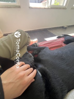 Petsitter e dog-walker com imensa paixão!