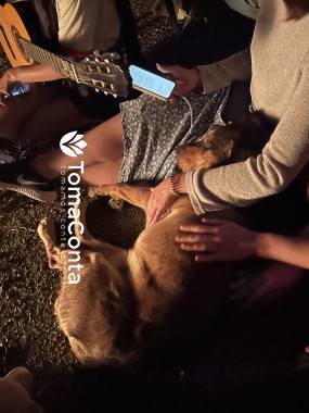 Petsitter e dog-walker com imensa paixão!