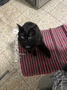Cat sitting - Leiria