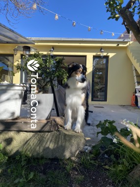 Porto Garden Dog Sitter