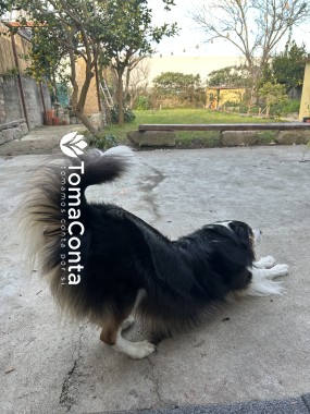 Porto Garden Dog Sitter