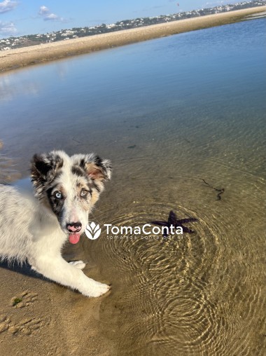 Pet sitting e dog walking - Cascais