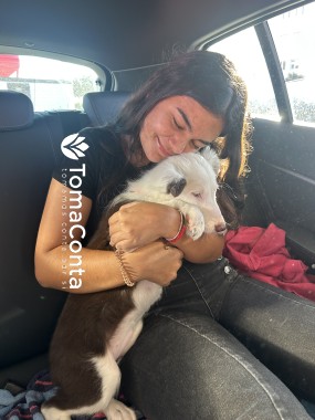 Pet sitting e dog walking - Cascais