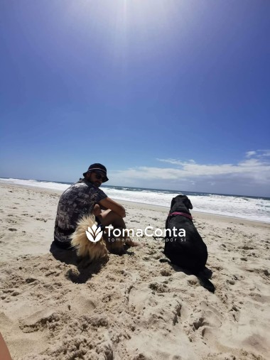 Pet Sitting / Dog Walking