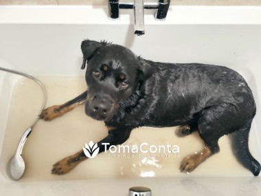 Pet Boarding, Work from Home pet lover