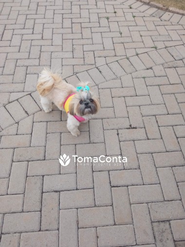 Pet Sitting & Dog Walker em Santarém