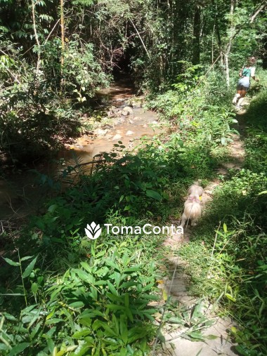 Pet Sitting & Dog Walker em Santarém