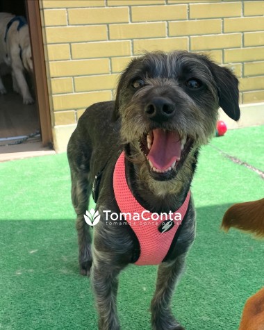 Creche para Cães Porto