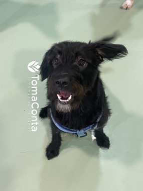 Creche para Cães Porto