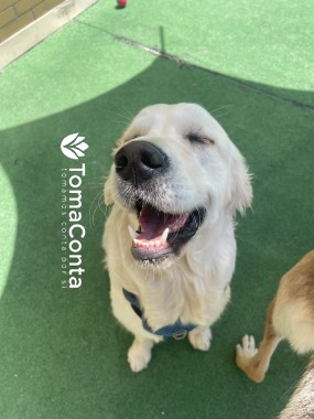 Creche para Cães Porto