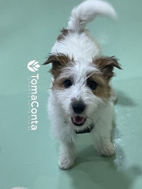 Creche para Cães Porto