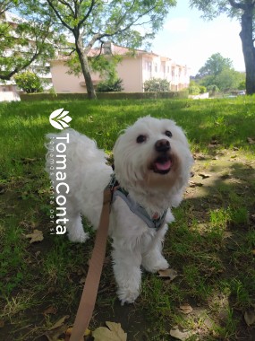 Dog Sitting + Dog walking