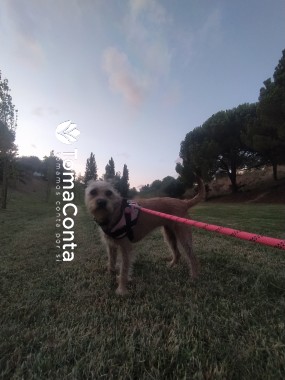 Dog Sitting + Dog walking