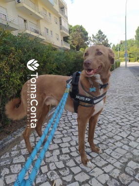 Dog Sitting + Dog walking