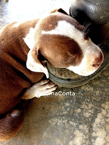 cuidadora de animais