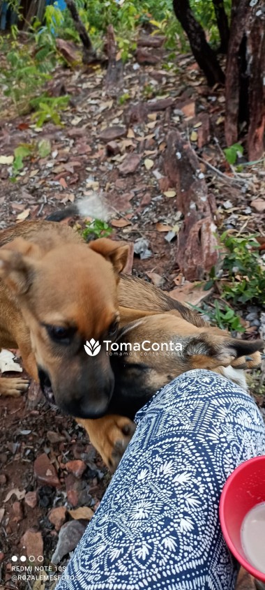 cuidadora de animais