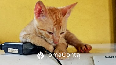 cuidadora de animais