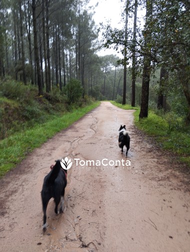 Pet sitting e Dog walking - Sintra, Oeiras, Cascais, Estoril e Lisboa