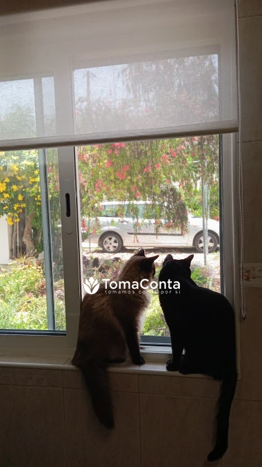 CatSitting