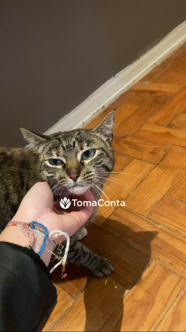 Pet sitting de Confiança para todos os Pets