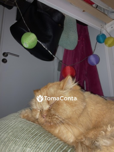 Pet sitting de Confiança para todos os Pets