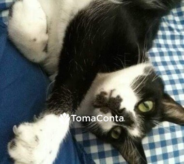 Bigodes felizes