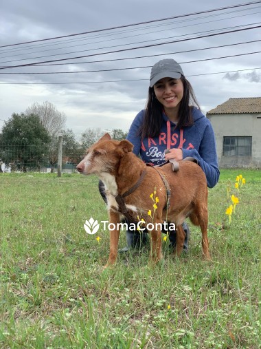 PetSitter Cães e Gatos | Setúbal e Lisboa
