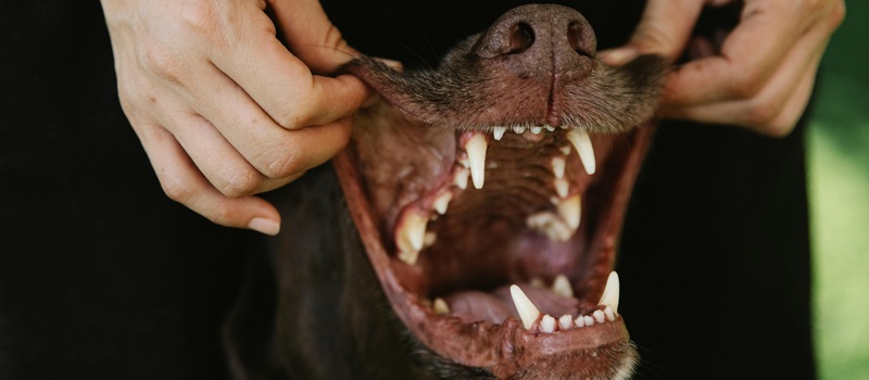 tutor abre boca de cão para mostrar dentes limpos e boca saudável